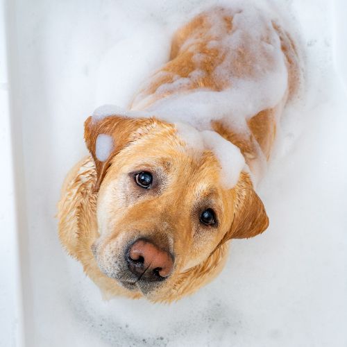Lab getting a bath, covered in subs